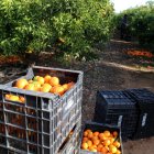 Caixes de clementines, fruits al terra i treballadors collint en un camp de cítrics d'Alcanar.