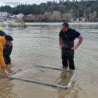 Diversos tècnics alliberen esturions al riu Ebre.