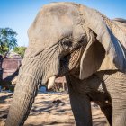 La Yoyo, l'elefanta més longeva del món, al Zoo de Barcelona