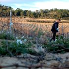 Restes de poda al mig de la vinya de Joan Lloren Solé de Batea, on ell treballa al fons.