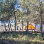 Pasturatge d’un ramat d’ovelles al corral temporal per a bestiar, instal·lat per la Diputació de Tarragona.