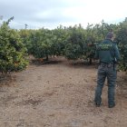 Los cebos estaban colocados estratégicamente en zonas de paso habituales de conejos.