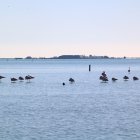 Flamencs a la badia dels Alfacs, davant de les salinies de la Trinitat.