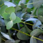 Imatge d'una planta d'Eucaliptus.