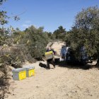 El president de l'Associació d'Amics de les Abelles, Maria Joan Llorens, col·locant les arnes d'abelles que s'han instal·lat a la finca experimental que la Diputació de Lleida té a Maials en el marc del projecte Redicat