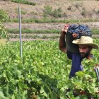 Un viticultor transporta raïm en una finca de Porrera.