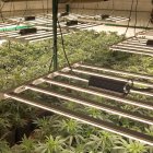 Imatge de la plantació localitzada en una masia a les afores de Reus.