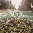 Imatge promocional de la visita i degustació al molí d'oli del Celler Masroig.