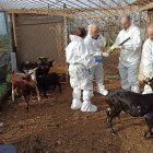 Diversos animals a la finca irregulat de Constantí