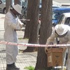 Imatge dels Bombers realitzant les tasques per retirar les abelles de forma segura
