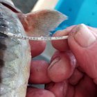 Un esturió del projecte 'MigratoEbre' amb el fil amb dades per contactar si se'l pesca.