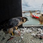 Una de les imatges de la mostra de Ferran Aguilar.