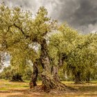 Imagen de un olivo milenario.
