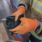 Imatge de la merla restacada a l'Arboç