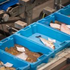 Diverses caixes de peix a la llotja de la Ràpita.