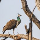 Imatge de recurs d'un paó reial en un arbre.