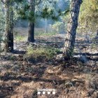 Imatge de la zona boscosa afectada a la Selva del Camp