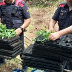 Imatge dels Mossos d'Esquadra amb les plantes intervingudes a Querol