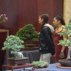 L’exposició compta amb una cinquantena de bonsais.