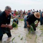 Un grup de plantadors sembren l'arròs de forma tradicional a la finca de la Bombita de Deltebre