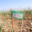 Imatge dels terrenys on es conreen alls en el marc de l'espai test agrari de Belltall