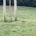 Ratas en el Camp de Mart.
