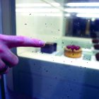 El vidre de l’aparador de la Gelateria Amarena, un dels establiments que ha patit danys.