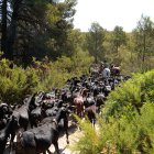 El ramat de Daniel Giraldo, durant l'última etapa de transtermitància inclosa al programa del festival Llamp