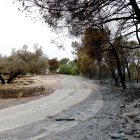 Un camp d'oliveres ha aturat l'incendi a Aldover.