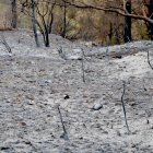 El bosc totalment calcinat per l'incendi de Paüls.