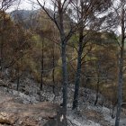 Part calcinada per l'incendi de Paüls a Alfara de Carles