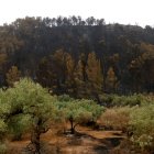 Una finca d'oliveres amb el bosc al costat tot cremat per l'incendi de Paüls