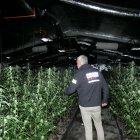 Un agent dels Mossos d'Esquadra observa plantes de marihuana a l'interior d'una antiga fàbrica de pinzells a la Sénia.