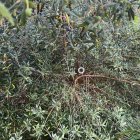 Una de les càmeres que vigilava el xalet de la Móra amb una plantació interior de Marihuana.