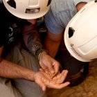 Investigadors de l'IPHES-CERCA de la URV mostren la troballa d'una vèrtebra cervical infantil de 850.000 anys al jaciment d'Atapuerca.