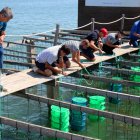 Productors i tècnics de l'IRTA submergint les cries d'ostra tractades a les batees de la badia dels Alfacs.
