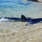 Imatge del tauró a tocar de la costa a la platja de l'Alguer, a l'Ametlla de Mar.