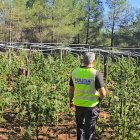 La plantació estava en una finca rústica de difícil accés oculta entre la vegetació i el pinar de la zona.