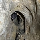 Un ratpenat agafat a la roca.