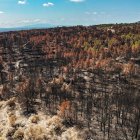 Bosc cremat a l'incendi de Paüls.
