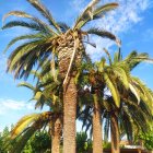 Imatge de les palmeres.