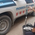 Els pops van ser lliurats a una entitat benèfica.