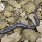 Exemplar d'anguila al riu Francolí.