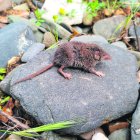 Durant la jornada es prepararan paranys de captura no invasiva de petits mamífers.