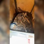 El propietario de la finca ha sido investigado como presunto autor de un delito de maltrato animal.