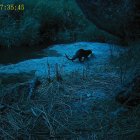 Imatge d'una llúdriga detectada al riu Montsant.