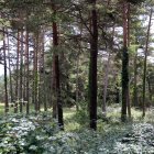 Un bosc a Capolat, al Berguedà