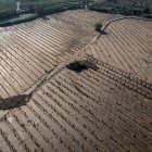 Camps de cítrics arrasats per l'aigua a tocar del barranc de la Galera entre els termes d'Amposta i Tortosa.