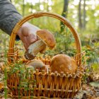 Los bosques de Tarragona empiezan a ofrecer las primeras setas de la temporada.