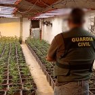 Imatge d'algunes de les plantes intervingudes en l'operatiu per part de la Guàrdia Civil.